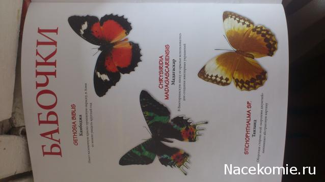 Собери свою коллекцию. Бабочки - ДеАгостини - тест