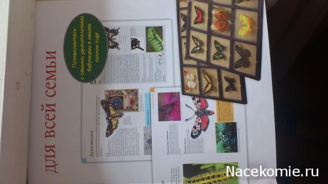 Собери свою коллекцию. Бабочки - ДеАгостини - тест