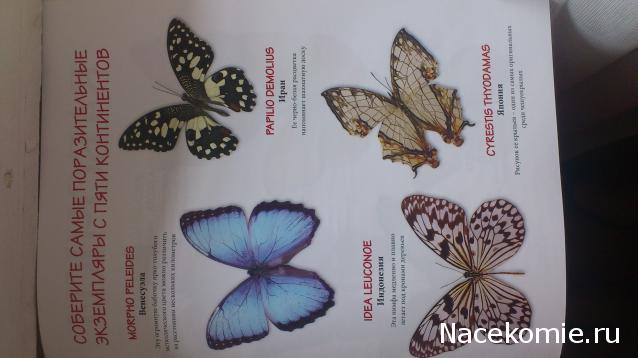 Собери свою коллекцию. Бабочки - ДеАгостини - тест