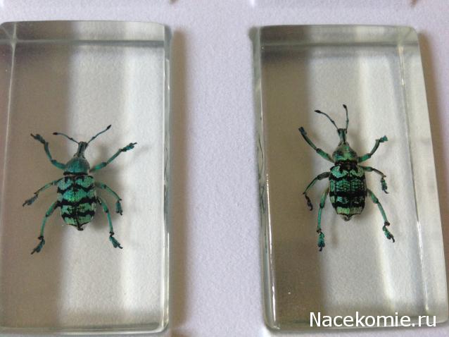 Насекомые №9 - Эуфолюс Великолепный (Eupholus magnificus)