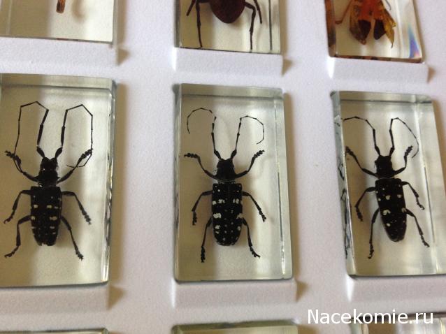 Насекомые №7 - Азиатский усач (Anoplophora glabripennis)