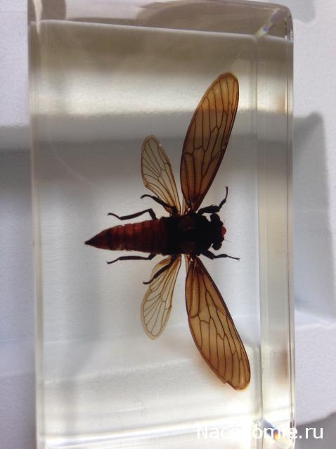 Насекомые №17 - Певчая цикада Хуэхис Инкорната (Huechys incarnata)