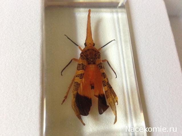Насекомые №8 - Азиатская цикада (Pyrops cf. candelaria)