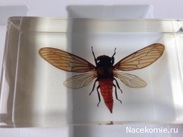 Насекомые №17 - Певчая цикада Хуэхис Инкорната (Huechys incarnata)