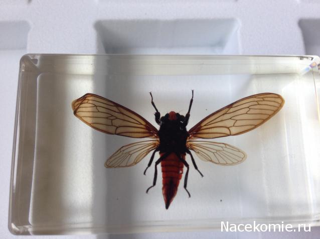 Насекомые №17 - Певчая цикада Хуэхис Инкорната (Huechys incarnata)