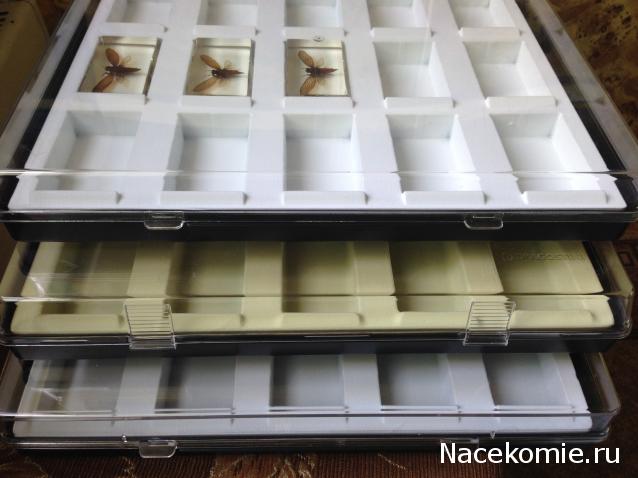 Насекомые №17 - Певчая цикада Хуэхис Инкорната (Huechys incarnata)