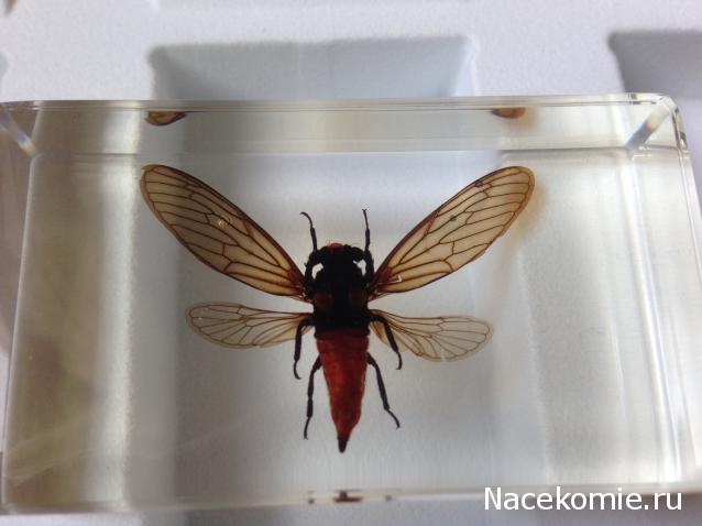 Насекомые №17 - Певчая цикада Хуэхис Инкорната (Huechys incarnata)