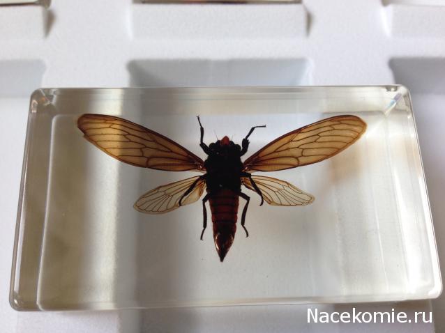 Насекомые №17 - Певчая цикада Хуэхис Инкорната (Huechys incarnata)