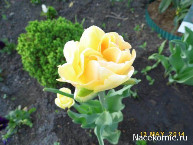 nataliMe - Викторианская эпоха. Взгляд из 21 века.