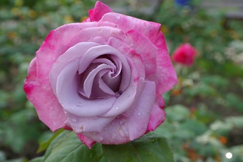 nataliMe - Викторианская эпоха. Взгляд из 21 века.