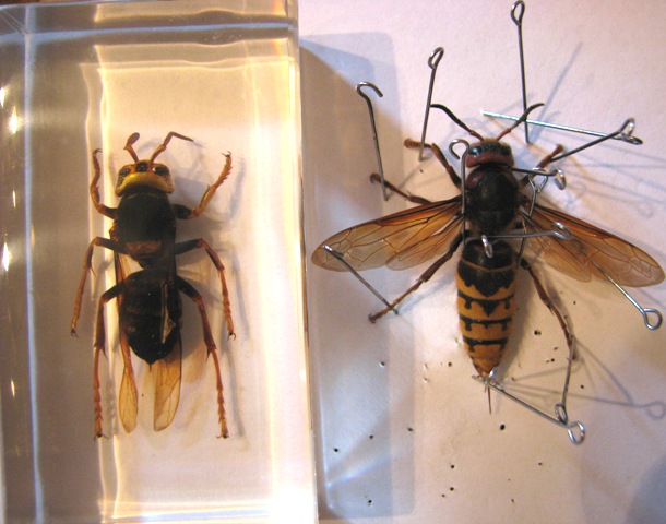 Самостоятельное коллекционирование насекомых