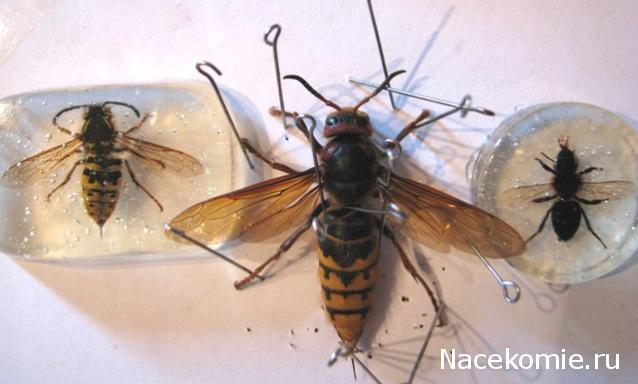 Самостоятельное коллекционирование насекомых