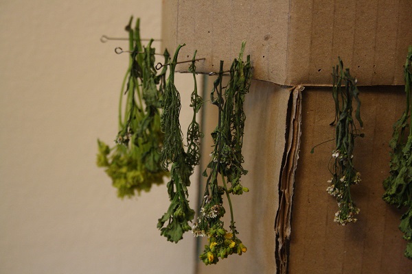 OksaNaV - Дача в Комарово