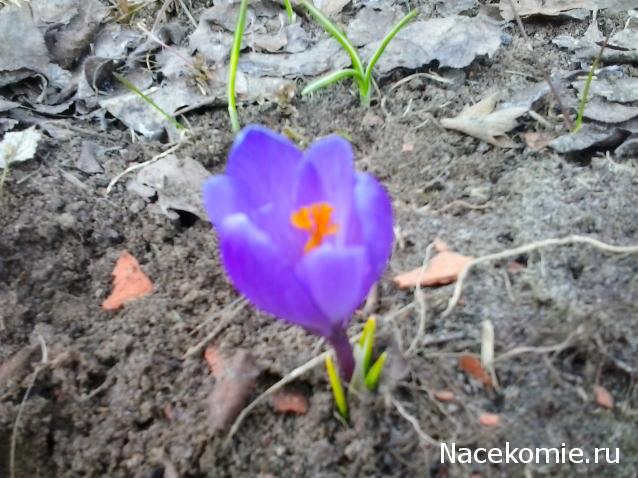 Дамы эпохи - Болталка №2 (соседняя палата)