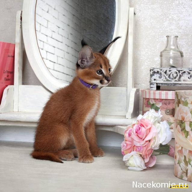 Caracal, строительство в разгаре