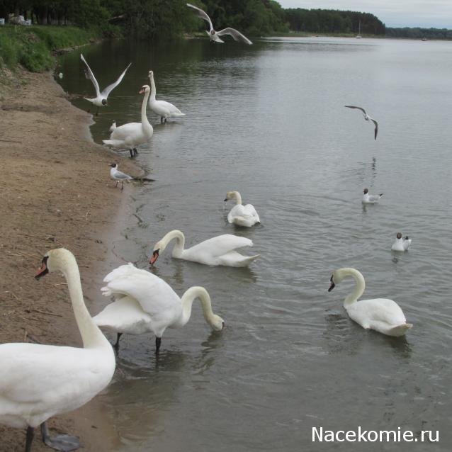 Наполеоновские Войны - Новая флудилка