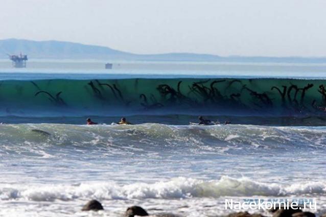 Наполеоновские Войны - Новая флудилка