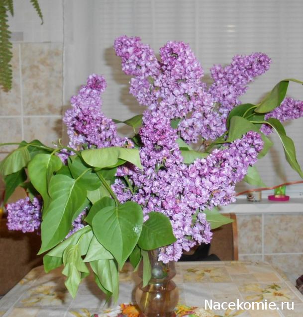 Ingrid - Маленький дом для большой семьи