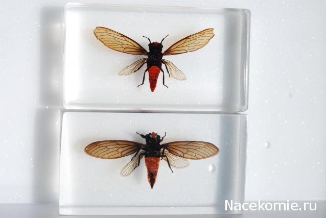 Насекомые №17 - Певчая цикада Хуэхис Инкорната (Huechys incarnata)