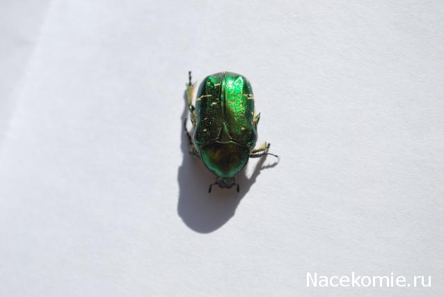 Болталка раздела Насекомые и их знакомые