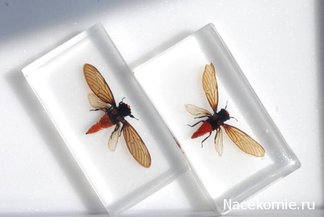 Насекомые №17 - Певчая цикада Хуэхис Инкорната (Huechys incarnata)