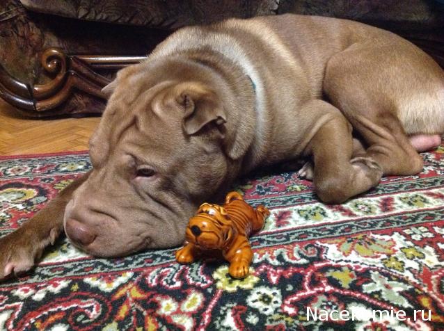 Rossalinda - увлечение перерастающее в жизнь....