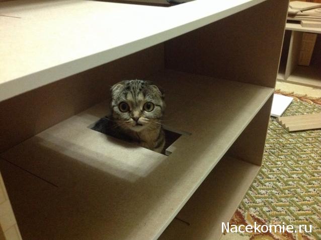 Rossalinda - увлечение перерастающее в жизнь....