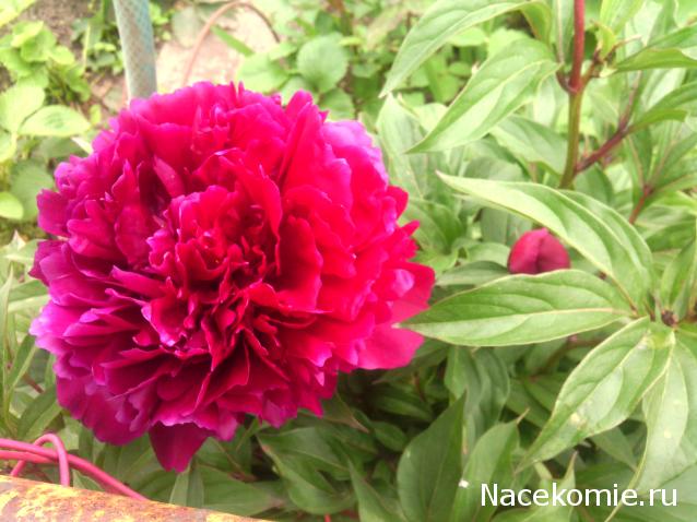 leonidovna - Ниша мечты