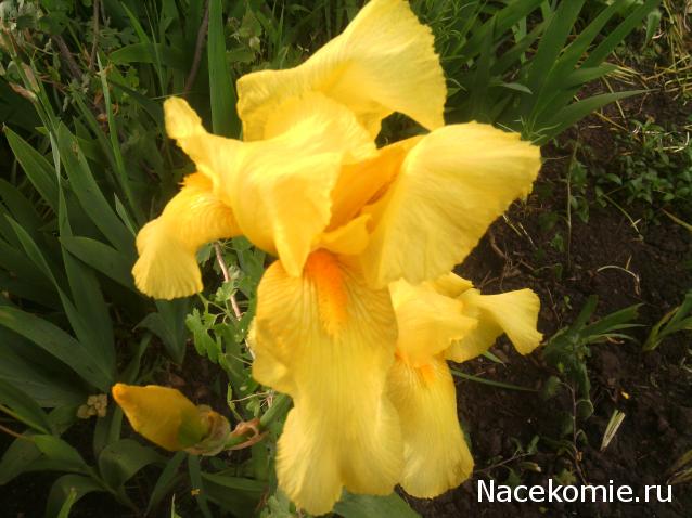 leonidovna - Ниша мечты