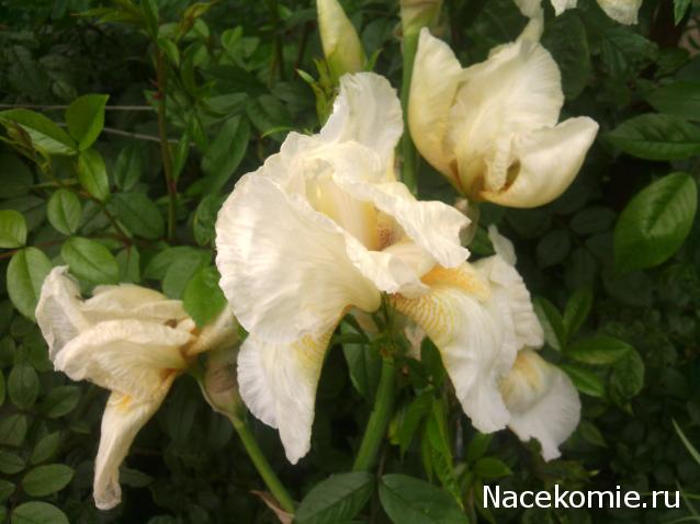 leonidovna - Ниша мечты