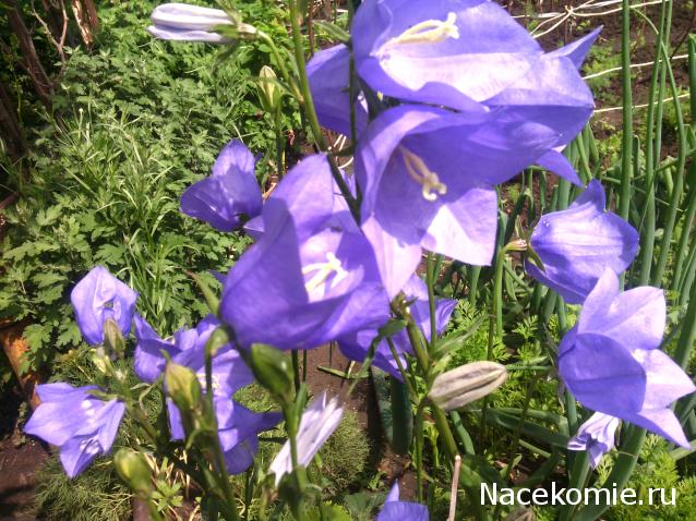 leonidovna - Ниша мечты