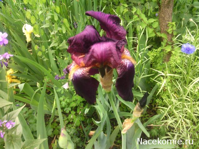 leonidovna - Ниша мечты