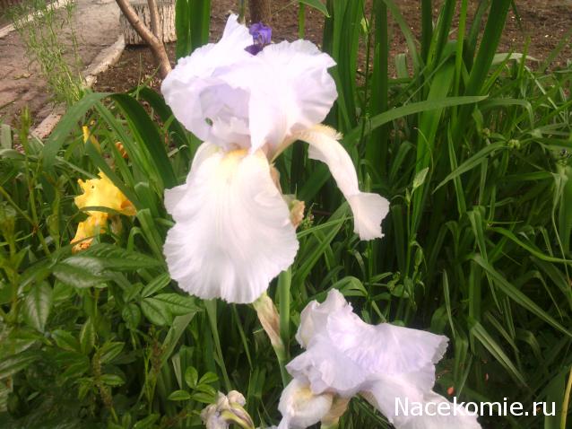 leonidovna - Ниша мечты