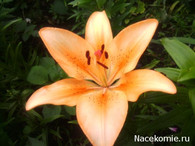 leonidovna - Ниша мечты