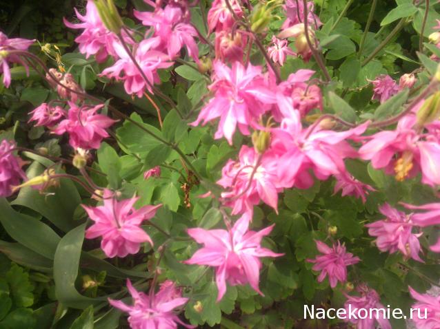 leonidovna - Ниша мечты