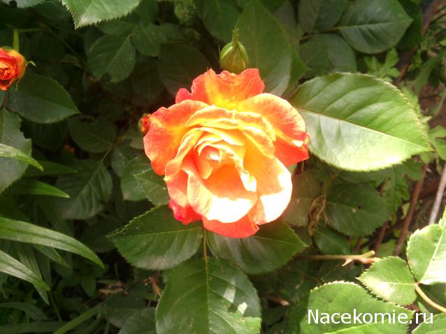 leonidovna - Ниша мечты