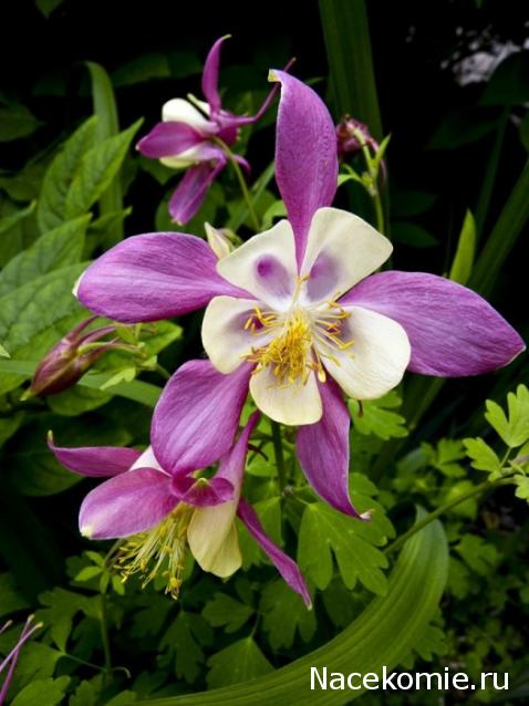 leonidovna - Ниша мечты