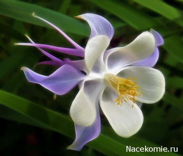 leonidovna - Ниша мечты