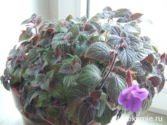 leonidovna - Ниша мечты