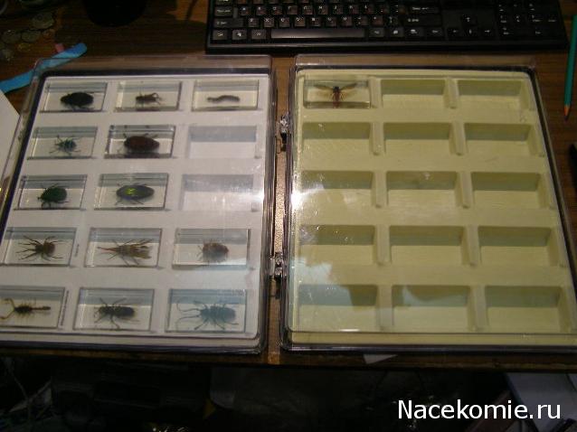 Насекомые №17 - Певчая цикада Хуэхис Инкорната (Huechys incarnata)