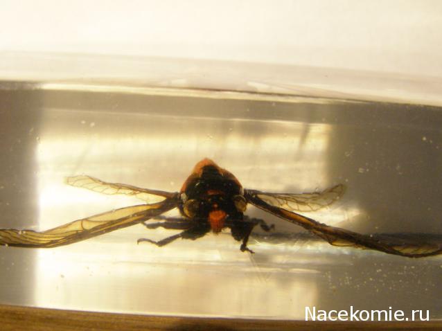 Насекомые №17 - Певчая цикада Хуэхис Инкорната (Huechys incarnata)