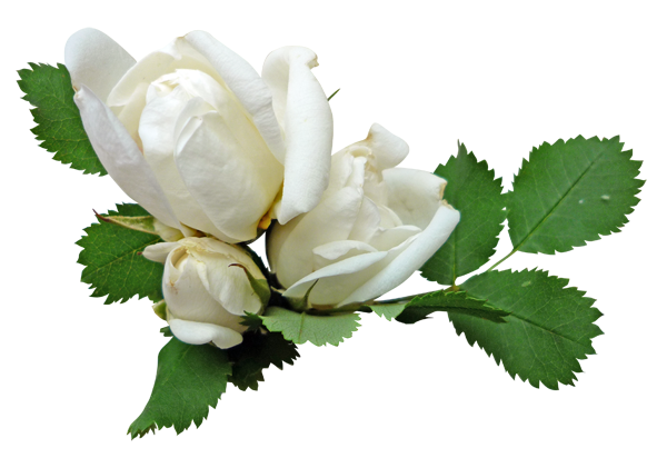 Penochka - Сочинение на вольную тему...