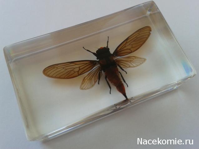 Насекомые №17 - Певчая цикада Хуэхис Инкорната (Huechys incarnata)