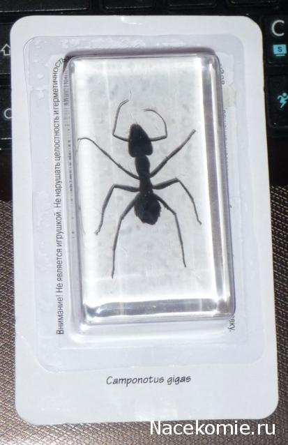 Насекомые №19 - Гигантский Муравей - Древоточец (Camponotus gigas)