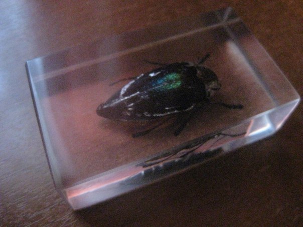 Насекомые №15 - Златка Восточная (Sternocera orientalis)