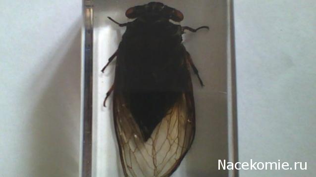 Насекомые №18 - Цикада Криптотимпана (Cicadidae)