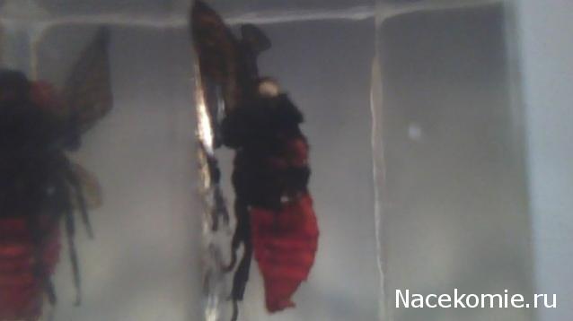 Насекомые №17 - Певчая цикада Хуэхис Инкорната (Huechys incarnata)