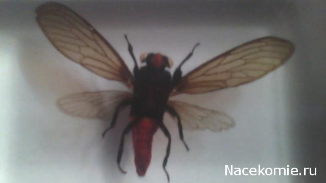 Насекомые №17 - Певчая цикада Хуэхис Инкорната (Huechys incarnata)