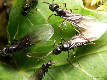 Насекомые №19 - Гигантский Муравей - Древоточец (Camponotus gigas)