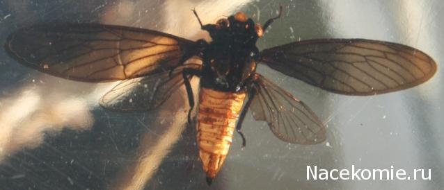 Насекомые №17 - Певчая цикада Хуэхис Инкорната (Huechys incarnata)
